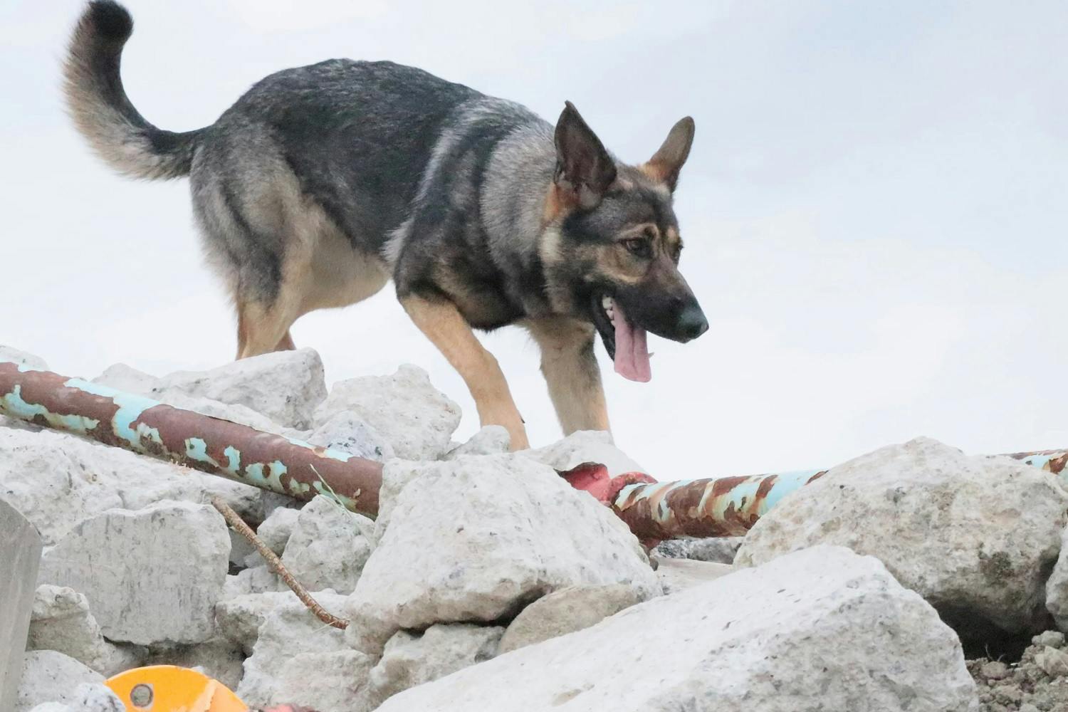 店頭募金による盲導犬や災害救助犬の育成支援