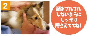 耳掃除をマスターしよう 犬と暮らそう ロイヤルホームセンター Diy リフォームからペット用品まで豊富な品揃え 耳掃除をマスターしよう 犬と暮らそう ロイヤルホームセンター Diy リフォームからペット用品まで豊富な品揃え