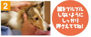 耳掃除をマスターしよう 犬と暮らそう ロイヤルホームセンター Diy リフォームからペット用品まで豊富な品揃え