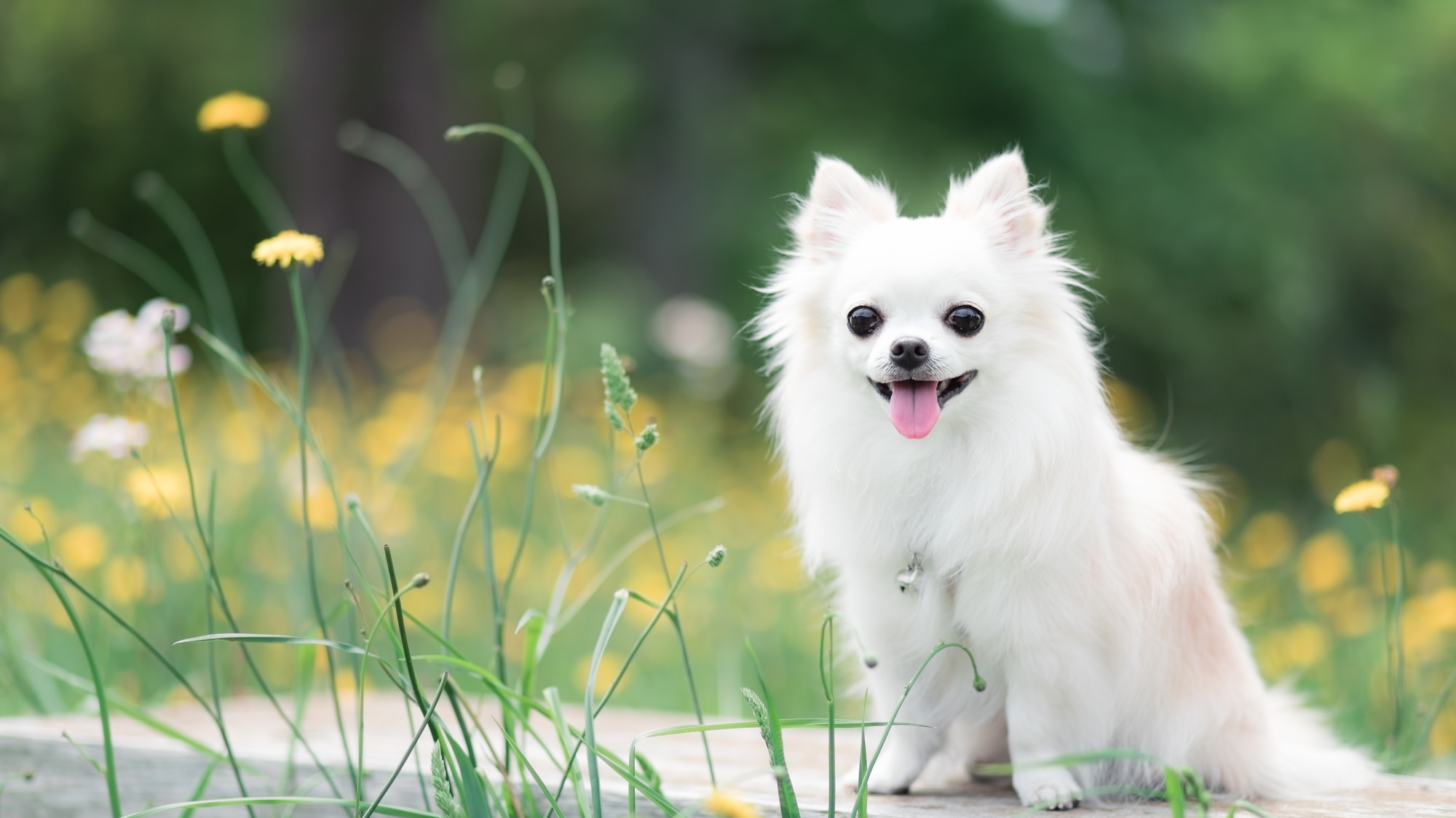 ペット 犬 猫 を飼っているお家に合うリフォームとは 床材や腰壁材 室内ドア 畳を快適に リフォーム ロイヤルホームセンター Diyからペット用品まで豊富な品揃え